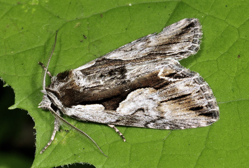 Alcune specie da Vezza d''Oglio